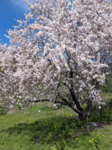 blossom