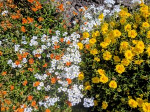 rockery flowers